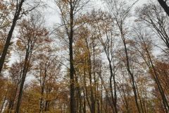 Messenger_creation_74601B8F-B796-4AC3-A82F-EBD91C1760EC