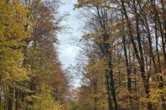 Messenger_creation_A067A1DE-D4CE-4D09-B3F0-69AE0CBAA3D1