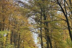 Messenger_creation_B255B135-8E67-4BF1-9FE4-CFCB1FF889A3