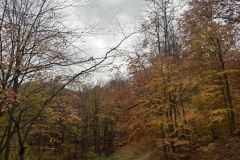 Messenger_creation_D704535D-0A6C-47EF-91C7-B7F7AF78A17F